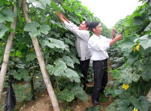 147056828554412-dv-phu