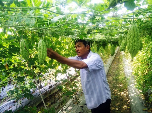 147073896590383-dv-phu