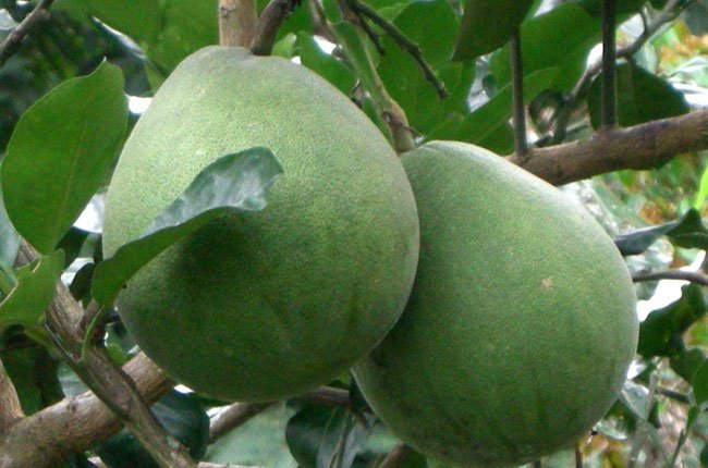 a0514 c380b buoi da xanh