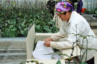 kinh-te-tap-the 390 260