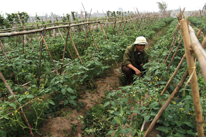 ts-mo-hinh-trong-rau-an-toan-tai-xa-khanh-thanh-truong-giang